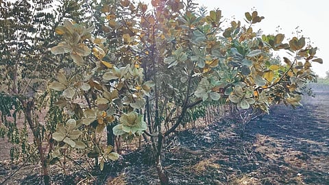 Farm Fire News Sindhudurg