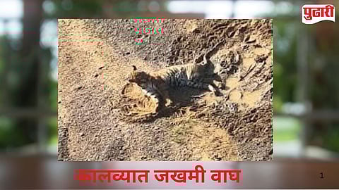 Injured Tiger Spotted in Bhandara