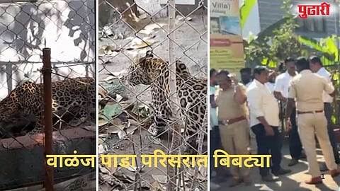 Alibag two youths injured leopard attack