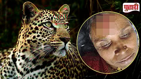 Ashtapur Leopard Attack