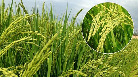 Vikramgad paddy market shortage