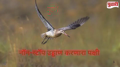 Amravati bird watching