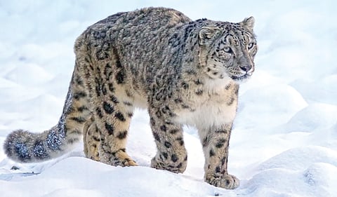 Snow-Leopard