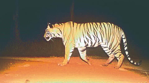 Tigress enters Chandoli forest