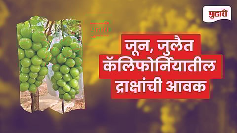 Chinese Grapes In Mumbai