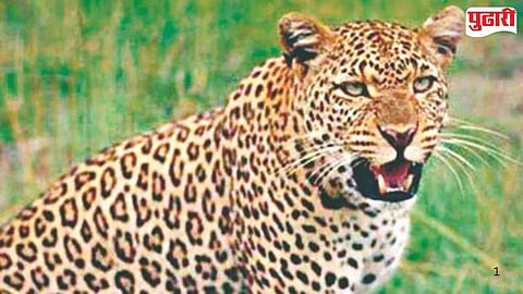 Nagpur Hingna leopard poaching