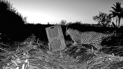 Leopard cub found