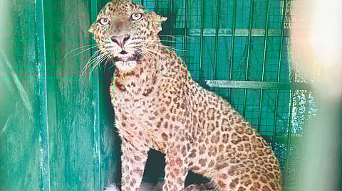 Leopard in village