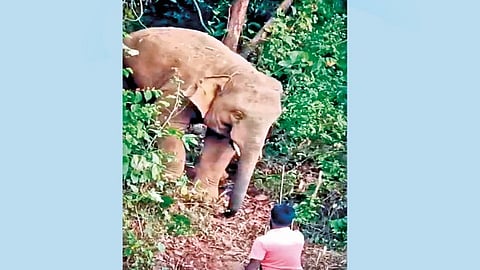 Omkar elephant attack