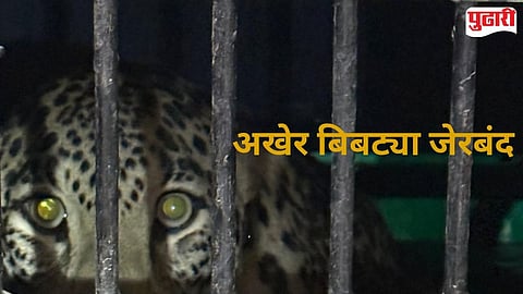 Armori Leopard Attack