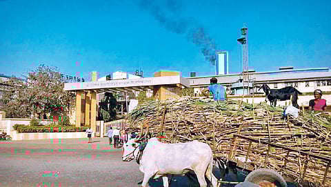 Sugar season decline