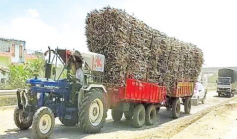 Dangerous sugarcane transport