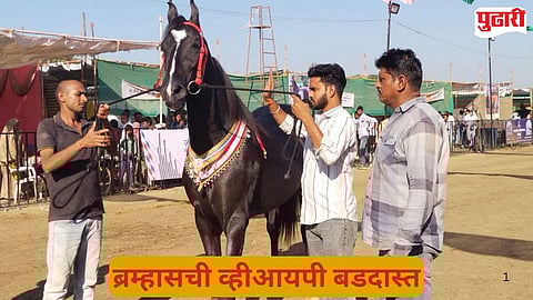 Brahmas horse 15 crore