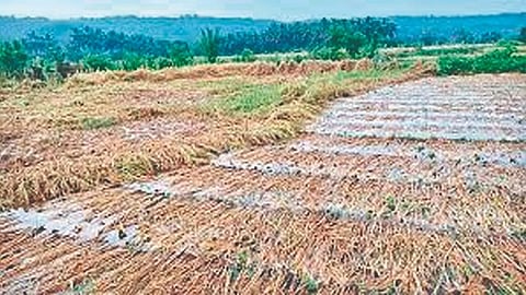 unseasonal rain crop damage