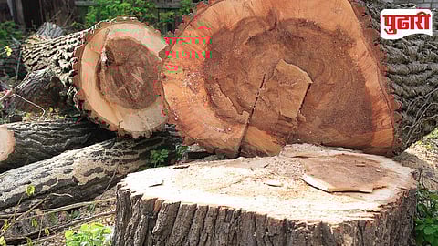 Tree Cutting Shikrapur