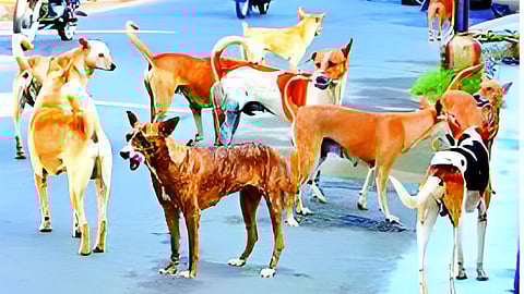 मनपा आता मोकाट कुत्रे ठेवणार बंदीस्त