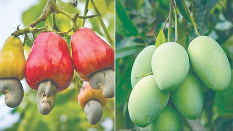 Fruit crop insurance scheme