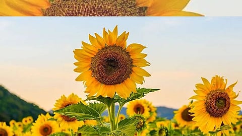 Sunflower : ‘हे’ सुंदर फूल आरोग्यासाठी आहे फायदेशीर, जाणून घ्या फायदे