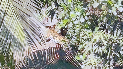 Leopard sighting Alibag