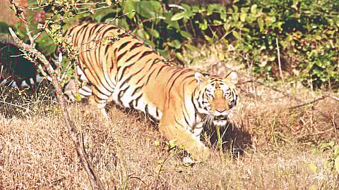 Tiger Conservation Sahyadri