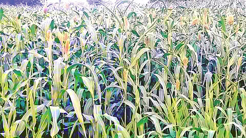 Paithan taluka agriculture