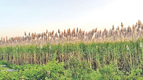 Tandulja area sugarcane fields