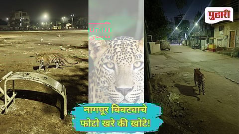Leopard In Nagpur
