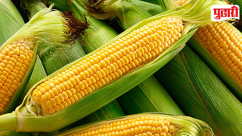 Corn
