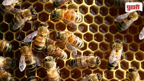 Odisha Youth Honey Business