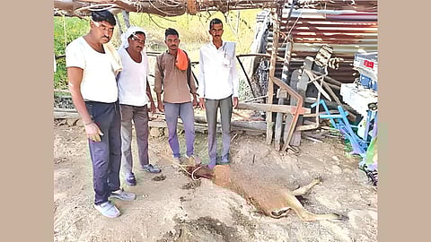 leopard attack on calf