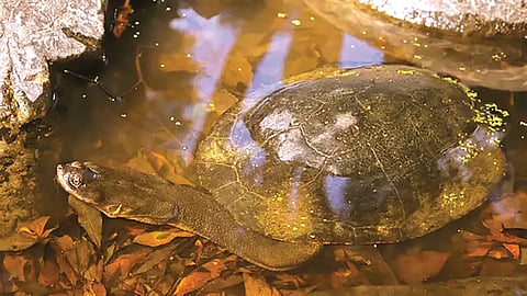 Do turtles hide heads