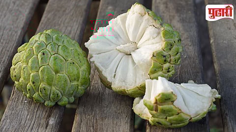 Custard Apple