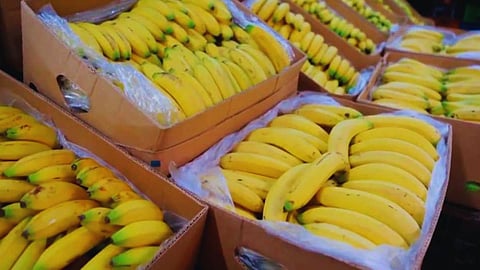 Banana export
