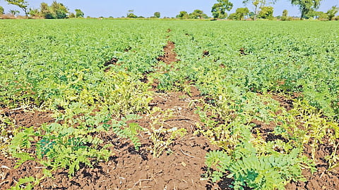Chickpea crop wilt disease