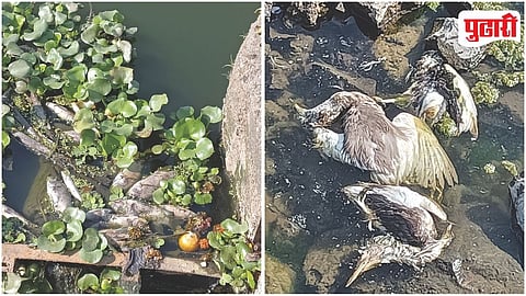 Indrayani River Pollution