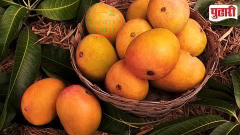Alphonso Mango