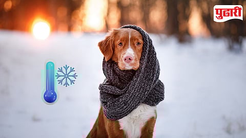 Winter Health Advisory