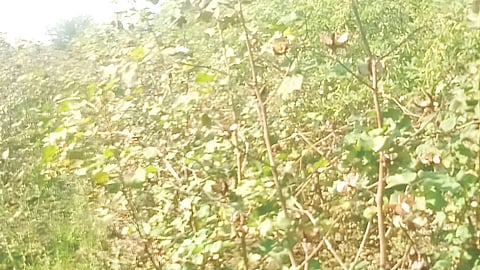 Hayatnagar cotton production