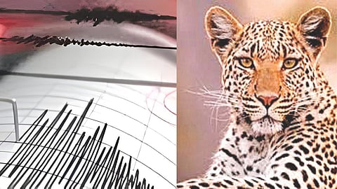 Natural disaster and wildlife threat