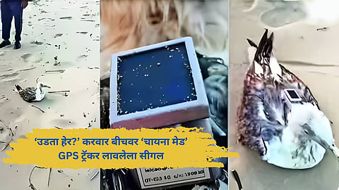 A 'flying spy'? A seagull with a 'China-made' GPS tracker