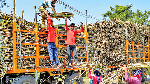 Sugarcane production