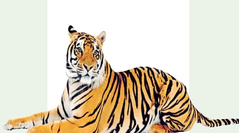 Chandoli Wildlife Tourism