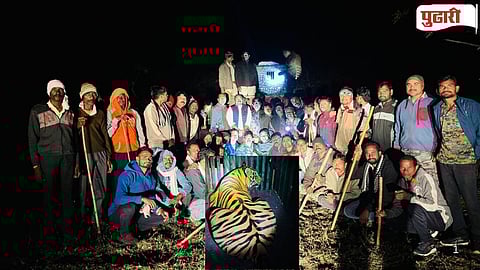 T-115 Tiger Captured Gondpipri taluka