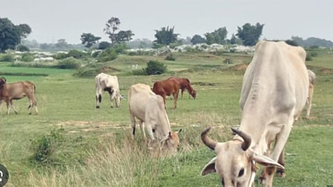 Livestock population decreasing