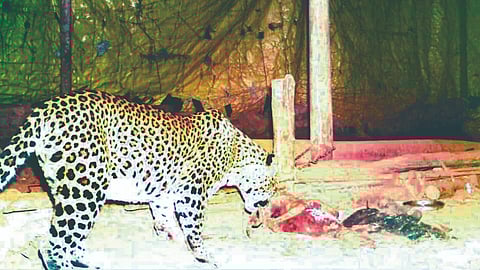 Chandgad leopard sighting