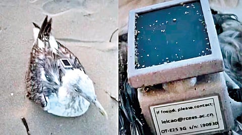 Chinese-made GPS tracking device