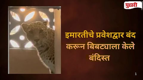 Bhayander leopard attack