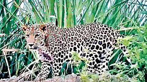 CCTV now keeps an eye on leopards in sugarcane fields