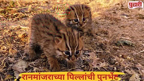 Kolhapur rare wild cat sighting