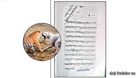 Dogs Hunted Tiger History